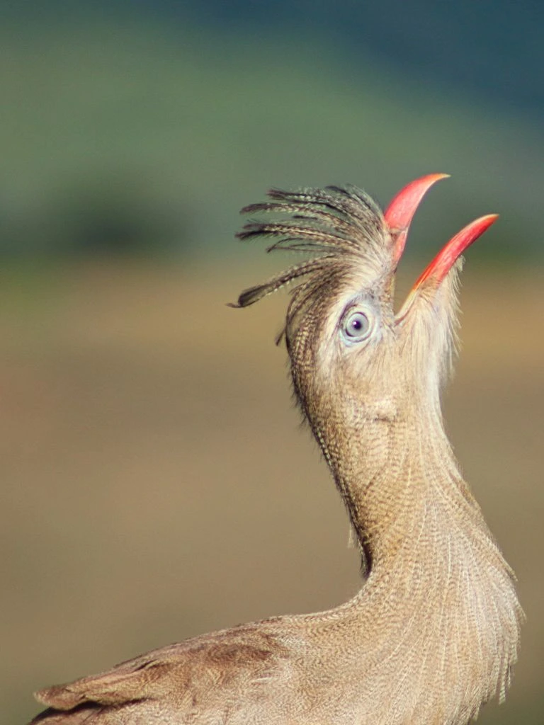 Red-eyed tree frog on a Heliconia leaf at dusk, Costa Rica