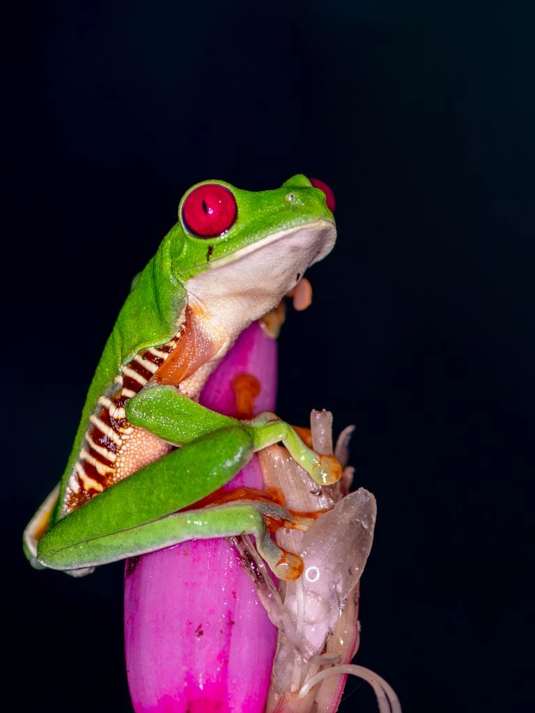 A red-eyed tree frog photographed in low-light field conditions, used as the forum index hero plate.