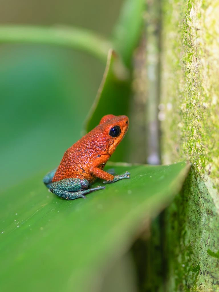 A strawberry poison dart frog resting on a wet heliconia leaf in Costa Rica.