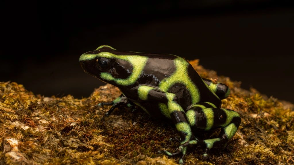 An Amazonian poison frog resting on a mossy streamside rock.
