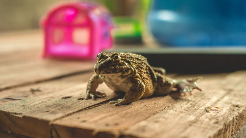 A Budgett's frog sitting half-submerged in shallow tannin water in Paraguay.