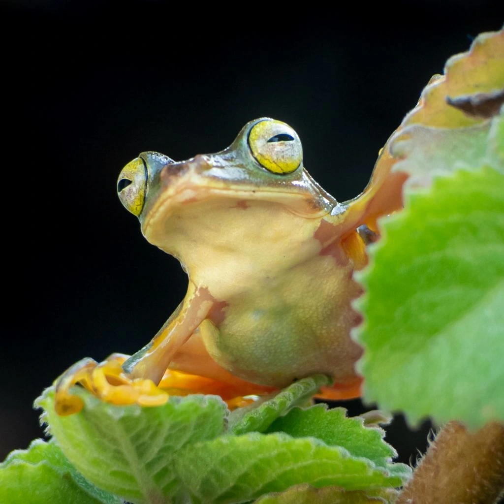 A small Rhacophorid tree frog on a wet leaf in the Western Ghats at night.