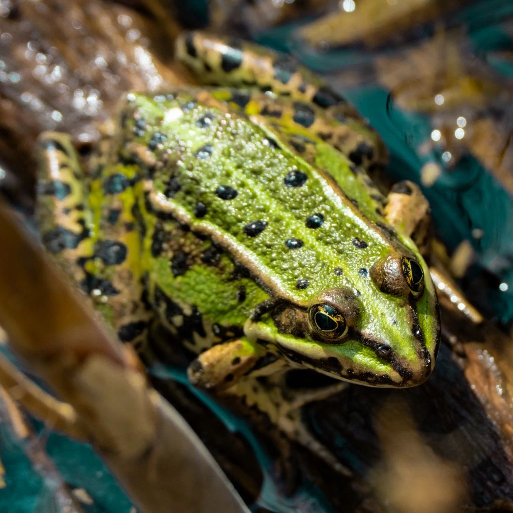 A Patagonia frog sitting among cushion plants beside a cold stream.