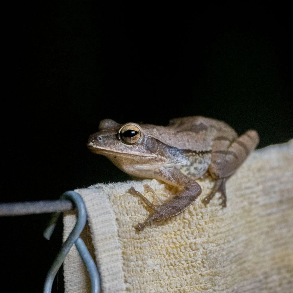 A file-eared tree frog on a low branch in the Borneo rainforest at dawn.