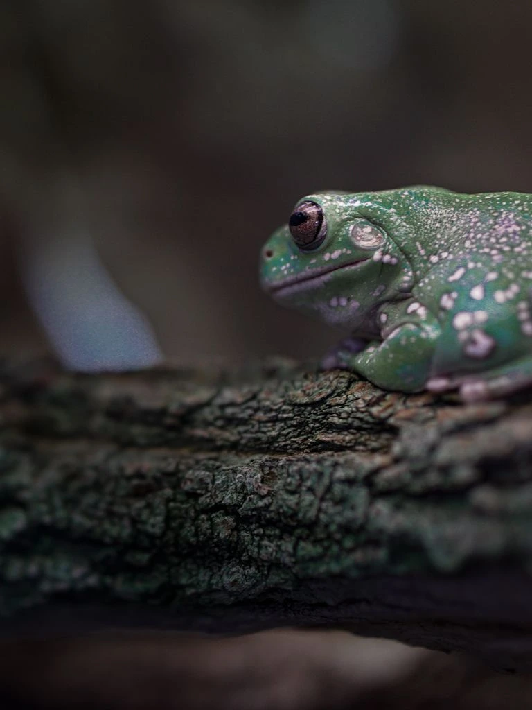 A giant leaf frog resting on a rainforest leaf at dusk, photographed in field-guide style.