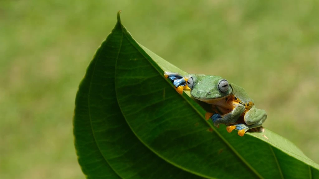 A Wallace’s flying frog perched on a thin branch, showing its broad webbed feet.