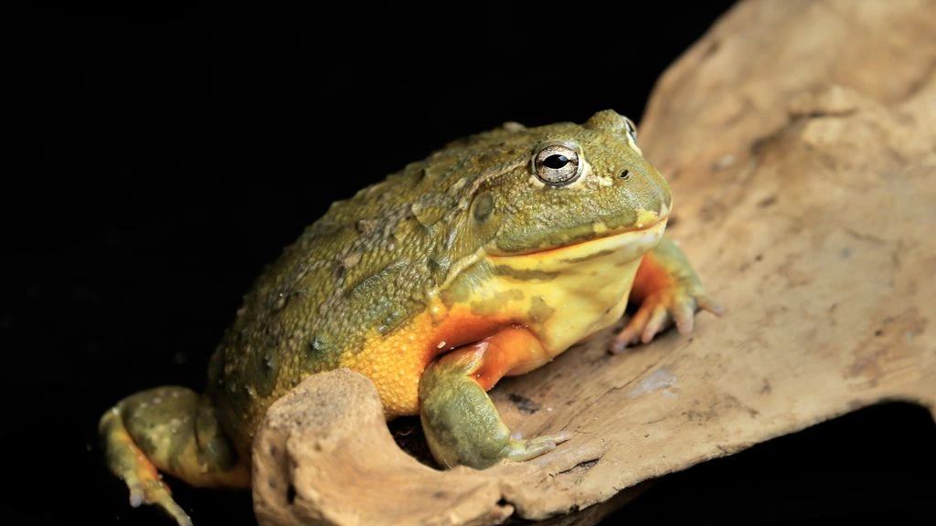 A large African bullfrog sitting low on cracked soil in afternoon light.